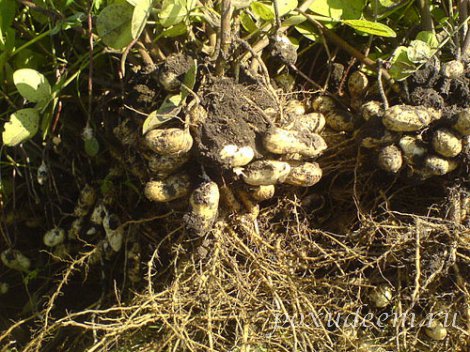 Арахис(орех земляной) - однолетнее травянистое растение