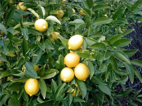 Лимон (цитрус лимон)