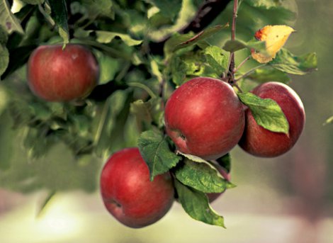 Яблоня домашняя (яблоня садовая)