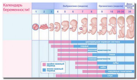 Календарь беременности